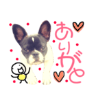 フレンチブル日常（個別スタンプ：3）