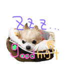 チワワときどきプードル♡（個別スタンプ：1）