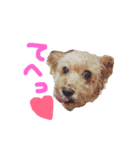 チワワときどきプードル♡（個別スタンプ：4）