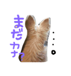 チワワときどきプードル♡（個別スタンプ：6）