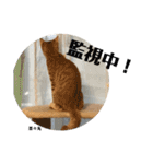 にゃんズ時々シバの日常(vol.3)（個別スタンプ：2）