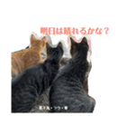 にゃんズ時々シバの日常(vol.3)（個別スタンプ：3）