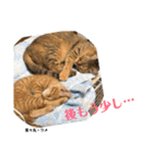 にゃんズ時々シバの日常(vol.3)（個別スタンプ：4）