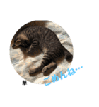 にゃんズ時々シバの日常(vol.3)（個別スタンプ：5）