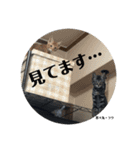 にゃんズ時々シバの日常(vol.3)（個別スタンプ：6）
