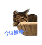 にゃんズ時々シバの日常(vol.3)（個別スタンプ：8）