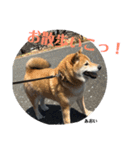 にゃんズ時々シバの日常(vol.3)（個別スタンプ：11）