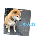 にゃんズ時々シバの日常(vol.3)（個別スタンプ：12）