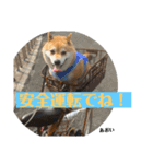 にゃんズ時々シバの日常(vol.3)（個別スタンプ：14）