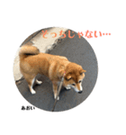 にゃんズ時々シバの日常(vol.3)（個別スタンプ：15）
