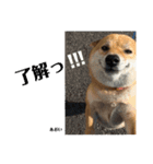にゃんズ時々シバの日常(vol.3)（個別スタンプ：16）