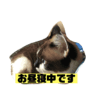 じぃじばぁばに使えるスタンプ（個別スタンプ：4）