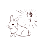 ストロボうさぎ（個別スタンプ：7）