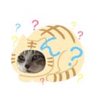 ココと仲間たち②（個別スタンプ：3）