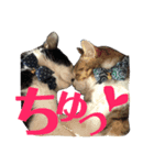 ココと仲間たち②（個別スタンプ：4）
