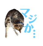 ココと仲間たち②（個別スタンプ：5）