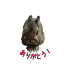 pondaiのうさキャラ（個別スタンプ：6）