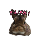 pondaiのうさキャラ（個別スタンプ：8）