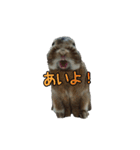 pondaiのうさキャラ（個別スタンプ：10）