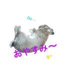 pondaiのうさキャラ（個別スタンプ：12）