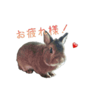 pondaiのうさキャラ（個別スタンプ：13）