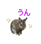 pondaiのうさキャラ（個別スタンプ：14）