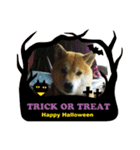 柴犬マメのハロウィン（個別スタンプ：9）