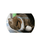 すずちゃんにょ（個別スタンプ：1）