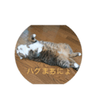 すずちゃんにょ（個別スタンプ：7）