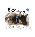 黒柴J vol.1（個別スタンプ：24）