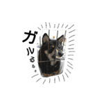 黒柴J vol.1（個別スタンプ：34）