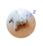 マルチーズろここちゃんのスタンプ（個別スタンプ：2）