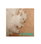 マルチーズろここちゃんのスタンプ（個別スタンプ：3）