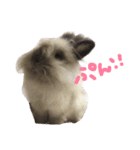うさぎのふわりちゃん。（個別スタンプ：2）