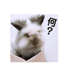 うさぎのふわりちゃん。（個別スタンプ：4）