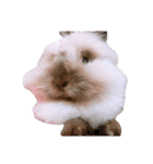 うさぎのふわりちゃん。（個別スタンプ：7）