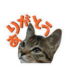 なののあのスタンプ。（個別スタンプ：9）