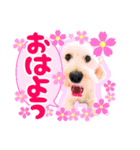 愛犬 ココ（個別スタンプ：1）