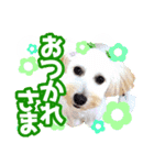 愛犬 ココ（個別スタンプ：2）