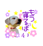 愛犬 ココ（個別スタンプ：3）