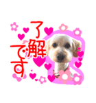 愛犬 ココ（個別スタンプ：4）