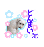 愛犬 ココ（個別スタンプ：5）