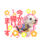 愛犬 ココ（個別スタンプ：7）