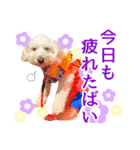 愛犬 ココ（個別スタンプ：8）