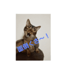 ワッツマンのスタンプ（個別スタンプ：13）
