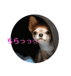 しぐれ(心の声)（個別スタンプ：11）