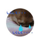 しぐれ(心の声)（個別スタンプ：12）