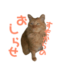 すもりんず（個別スタンプ：2）