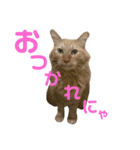 すもりんず（個別スタンプ：3）