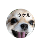 翼と紫のスタンプだよ①（個別スタンプ：1）